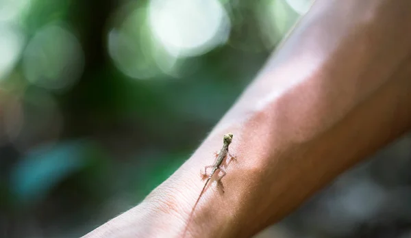 Un anol delgado del bebé (Anolis fuscoauratus) en el brazo de una persona — Foto de Stock