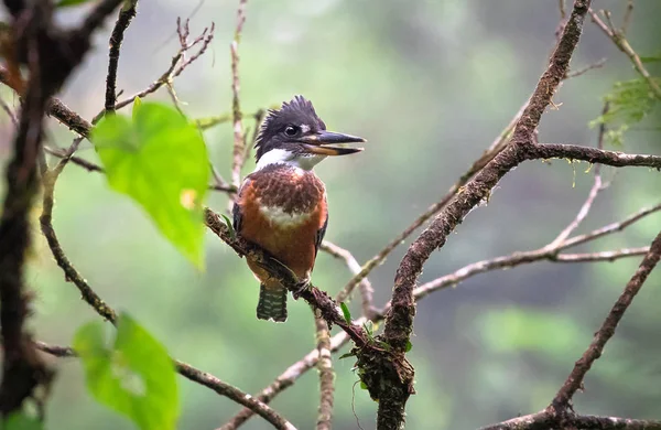 Ringed kingfisher (Megaceryle torquata), adult female — Stock Photo, Image