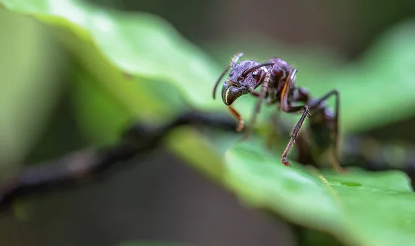 Kulový mravenec (Paraponera clavata) — Stock fotografie