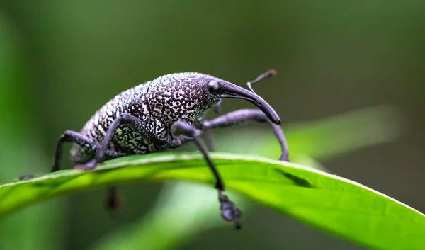 Weevil em uma folha em Costa Rica — Fotografia de Stock
