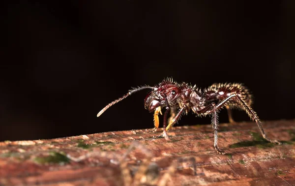 Fourmi à balles (Paraponera clavata) ) — Photo