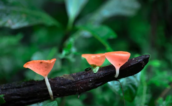 Hongos de copa roja (Cookeina speciosa ) —  Fotos de Stock