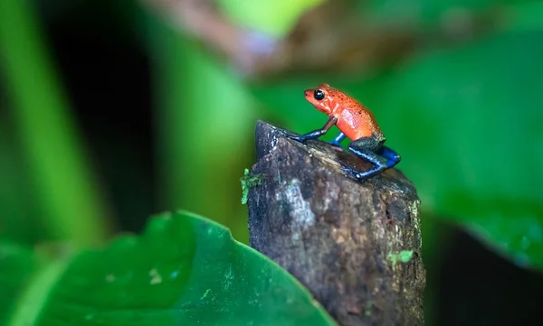 Niebieskie dżinsy poison Drzewołaz złocisty (Oophaga pumilio) — Zdjęcie stockowe