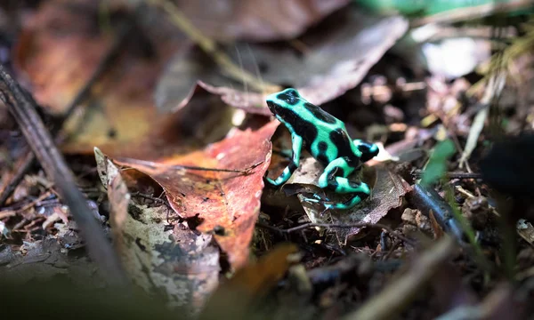 Green and Black Poison Dart Frog (Dendrobates Auratus ) — стоковое фото