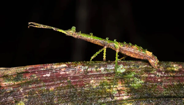 Stick insect near Puerto Viejo de Sarapiqui, Costa Rica. — Stock Photo, Image