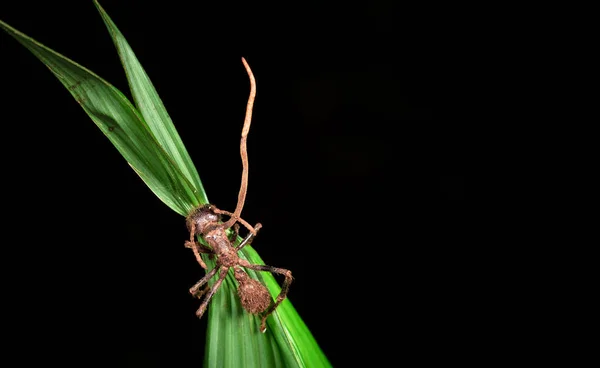 Грибок кордицепса на пулевом муравье (Paraponera clavata ) — стоковое фото