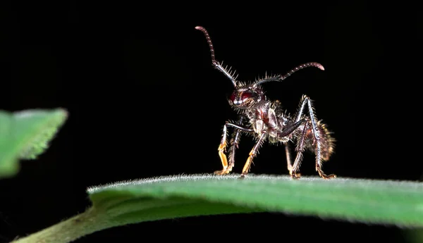 Пулевой муравей (Paraponera clavata) ) — стоковое фото