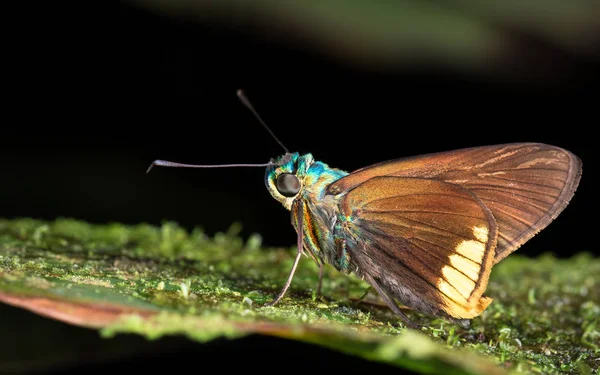 Iriserende nachtvlinder, Costa Rica — Stockfoto