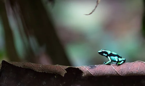 Green and Black Poison Dart Frog (Dendrobates Auratus ) — стоковое фото