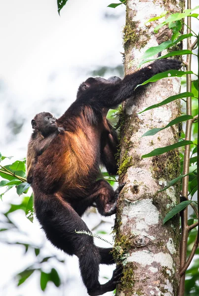 Bir bebekle mantled uluyan maymun (Alouatta palliata)