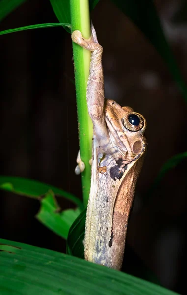 Rana de árbol (Smilisca sp. . ) — Foto de Stock