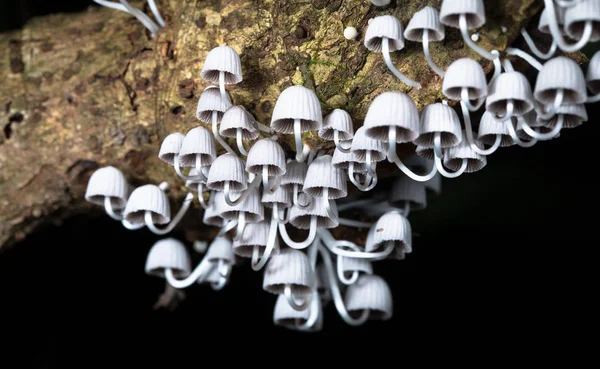 Coprinellus disseminatus mushrooms, Costa Rica — Stock Photo, Image