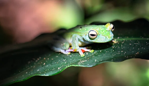 Sapo-de-teia-escarlate (Boana rufitela ) — Fotografia de Stock