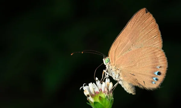 Papillon se nourrissant d'une fleur au Costa Rica — Photo
