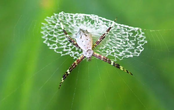 Argiope araignée (Argiope sp .) — Photo