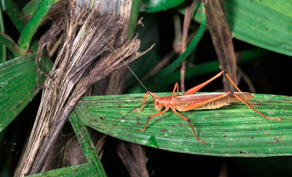 Large orange grasshopper on a leaf — Stock Photo, Image