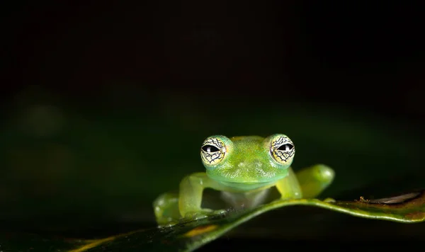 Sapo de vidro fantasma (também conhecido por sapo de vidro gigante Limon ) — Fotografia de Stock