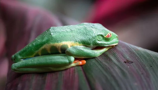 Rã-de-olhos-vermelhos (Agalychnis callidryas ) — Fotografia de Stock