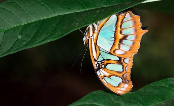 Mariposa malaquita (Siproeta stelenes), Costa Rica . —  Fotos de Stock