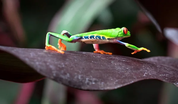 Συχνούς treefrog (Agalychnis callidryas) σέρνεται — Φωτογραφία Αρχείου