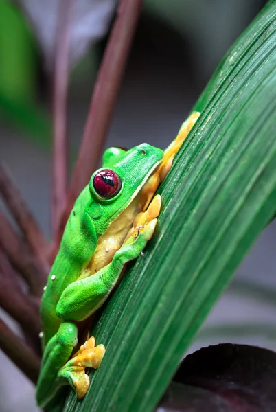 Rã-das-árvores-planas (Agalychnis spurrelli ) — Fotografia de Stock