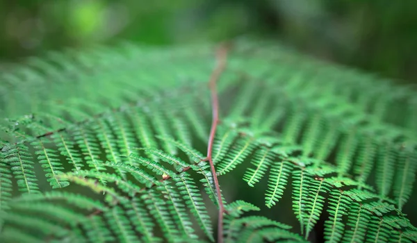 Large palm frond in the Costa Rican jungle