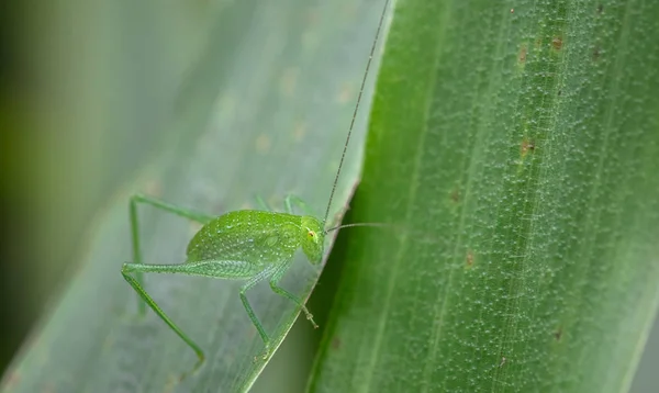 Green cricket on a green leaf — Stock Photo, Image