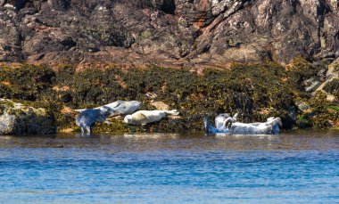 Gri foklar (Halichoerus grypus)