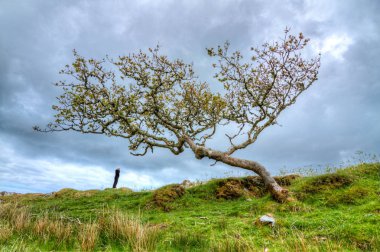 Bir kişi bir bükülmüş ve büyük ağacın altında duruyor