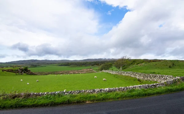 Steinmauern umgeben Weideflächen in Schottland — Stockfoto