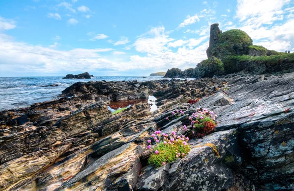Rosa blommor och layered rock på kusten i Skottland — Stockfoto