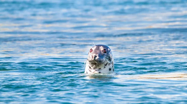 Grey seal (Halichoerus grypus) — Stock Photo, Image
