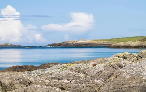Rosa blommor växa på kustnära klippor i Skottland — Stockfoto