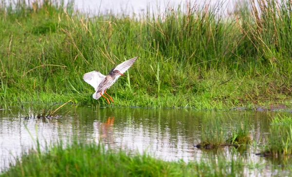 Débarquement du Quiscale roux (Tringa totanus) — Photo