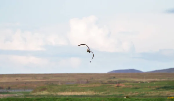 Grey heron (Ardea cinerea in flight — Stock Photo, Image