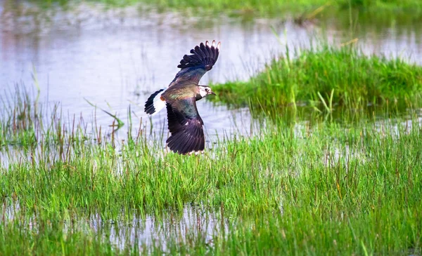 Lapwing nord (Vanellus vanellus) en vol — Photo