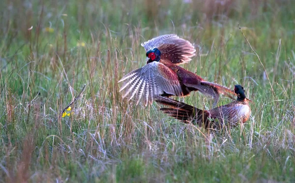 Common pheasants (Phasianus colchicus) fighting — Stock Photo, Image