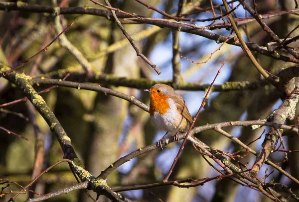 Evropský robin (Erithacus rubecula) — Stock fotografie