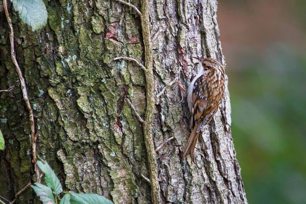 Gemeiner Baumwächter (certhia familiaris)) — Stockfoto