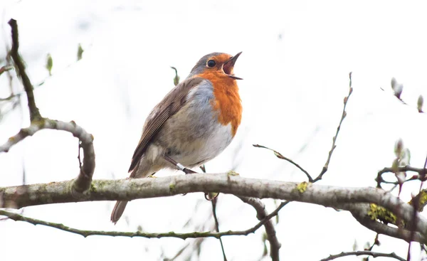 Červenka (obecná Erithacus rubecula) zpívá — Stock fotografie