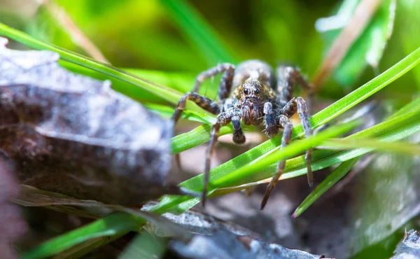 Wolf spider (Pardosa amentata) — Stockfoto