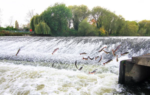 Atlantic salmon (Salmo salar) jumping at a weir in England