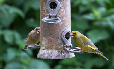 Bir kuş Besleyici'den yem Kanarya (Carduelis chloris)
