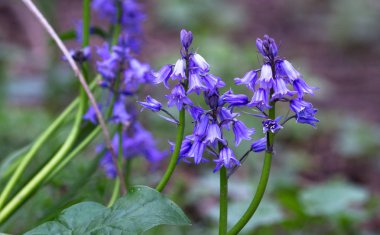 Bluebell çiçek (Hyacinthoides sigara-scripta)