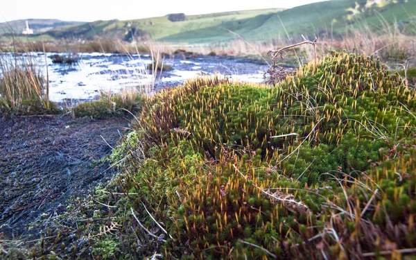 Moss täcker en rock i rural England — Stockfoto