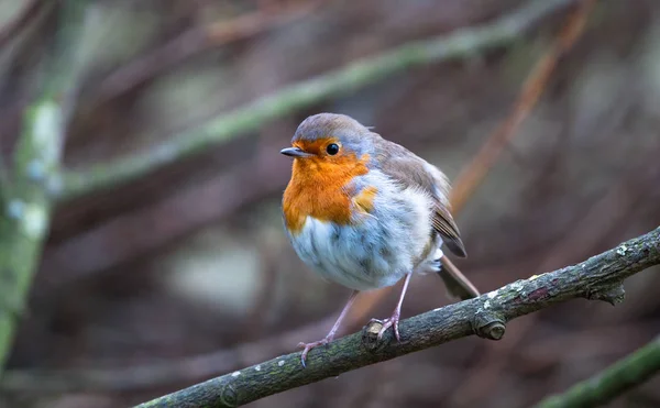 Európai vörösbegy (Erithacus rubecula)) — Stock Fotó