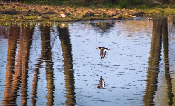 Huîtrier d'Europe (Haematopus ostralegus) en vol — Photo