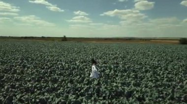 Brokoli bir alanda hasat