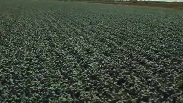 Oogst op een gebied van broccoli — Stockvideo