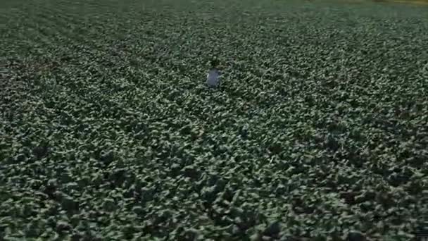 The harvest in a field of broccoli — Stock Video